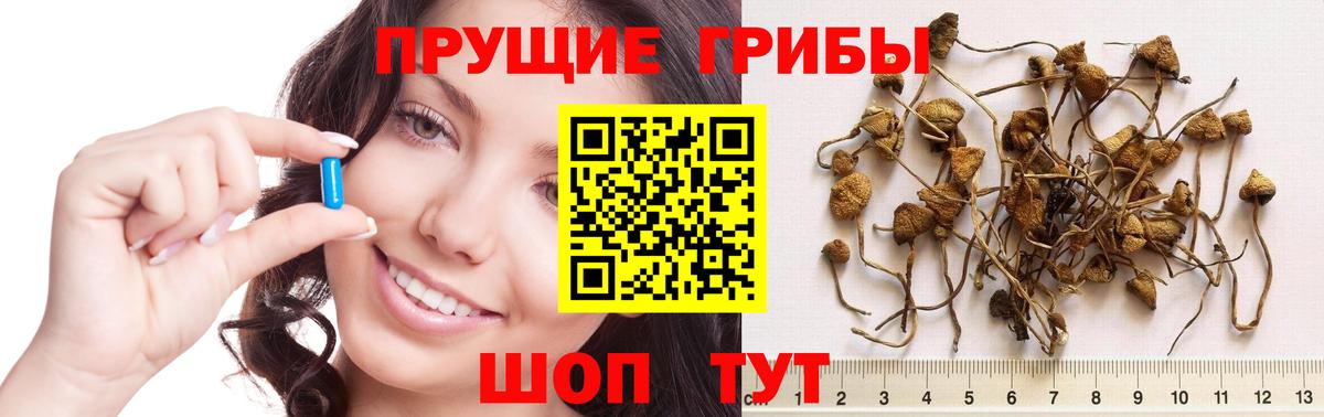 Псилоцибиновые грибы Psilocybe  Армавир  закладка  Псилоцибиновые грибы мицелий 